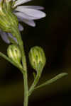 White panicle aster